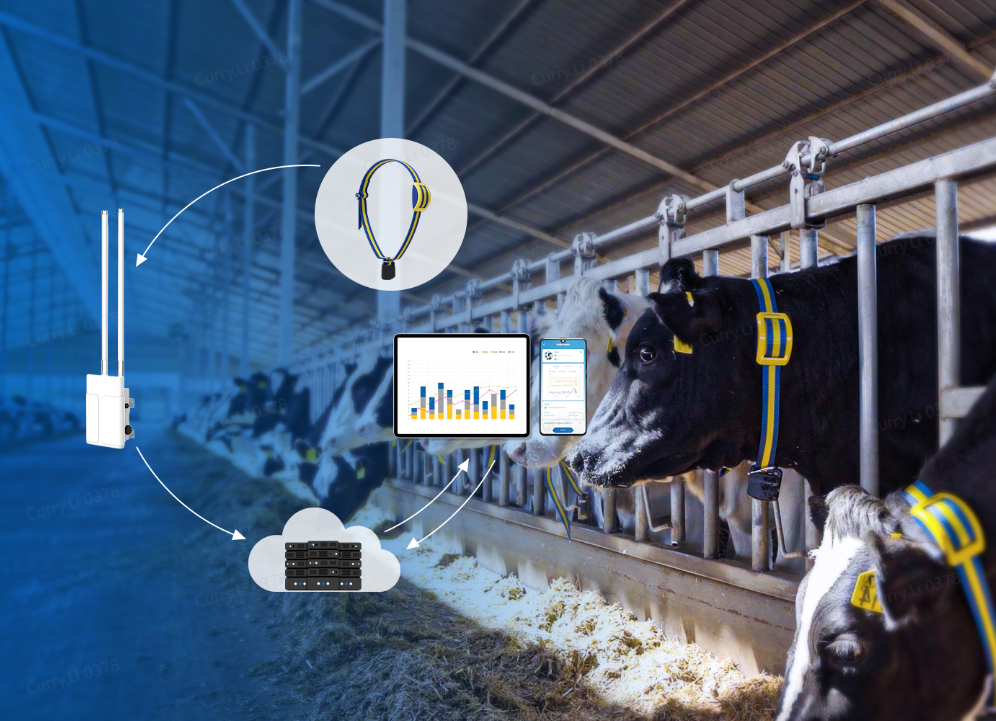 MooCollar Bree gateway, collar and DairyMind dashboard in a connected barn