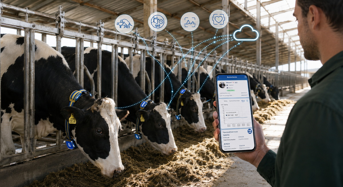 MooCollar Bree system connecting collars, gateway and DairyMind