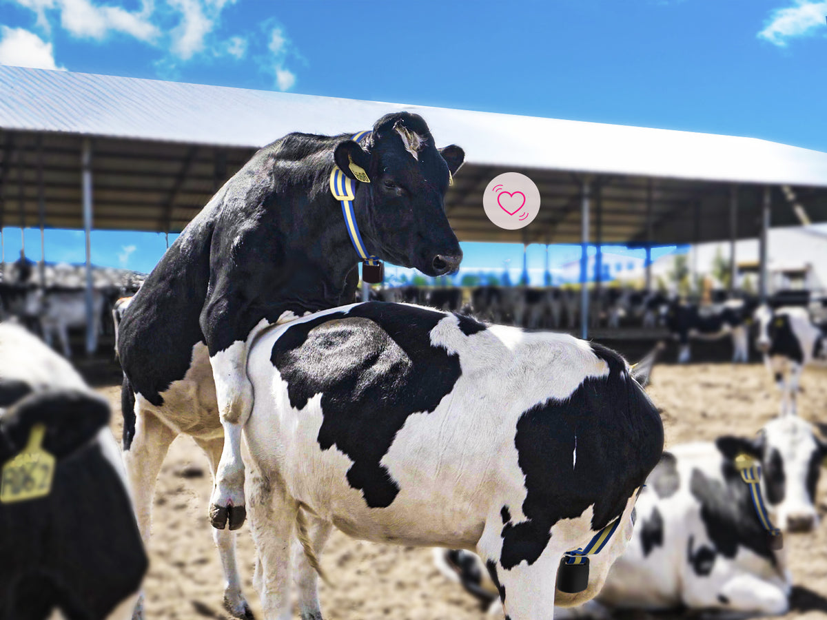 MooCollar Bree heat detection monitoring