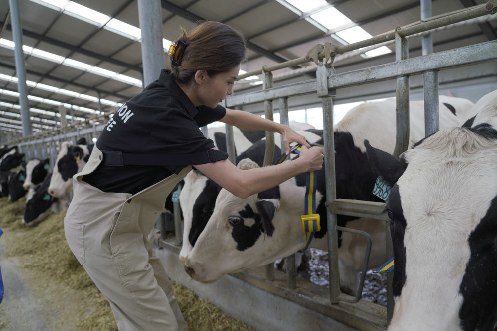 Fitting a MooCollar Bree collar to a dairy cow