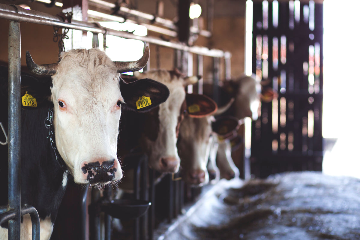 Dairy cow wearing a MooCollar Bree monitoring collar