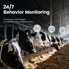 MooCollar Bree 24/7 cow behavior monitoring and health insights