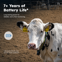MooCollar Bree cow monitoring collar with 7+ years battery life