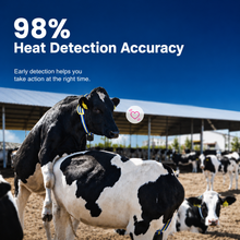 MooCollar Bree cow monitoring collar with 98% heat detection accuracy