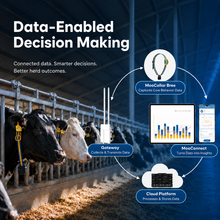 MooCollar Bree connected cow monitoring system and data flow