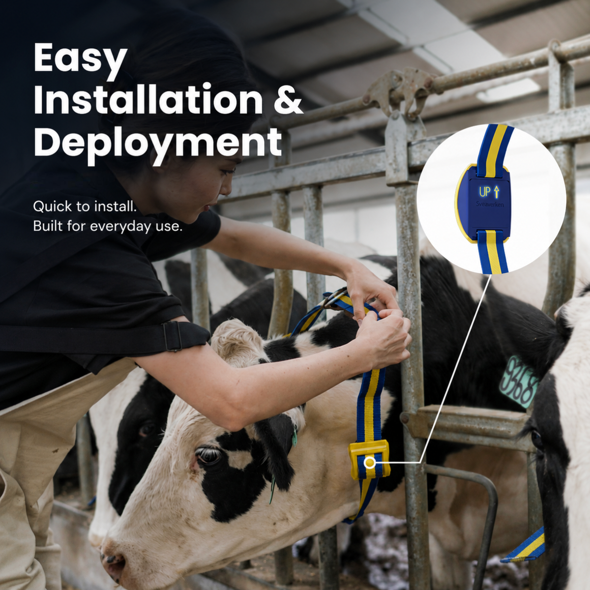 MooCollar Bree cow monitoring collar installation and deployment