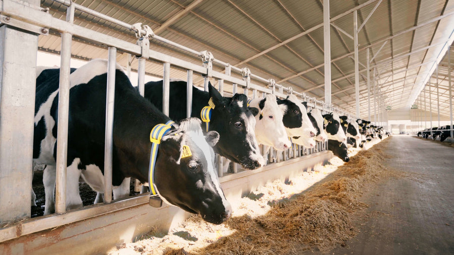 Heat Detection in Dairy Cows Should be So Simple
