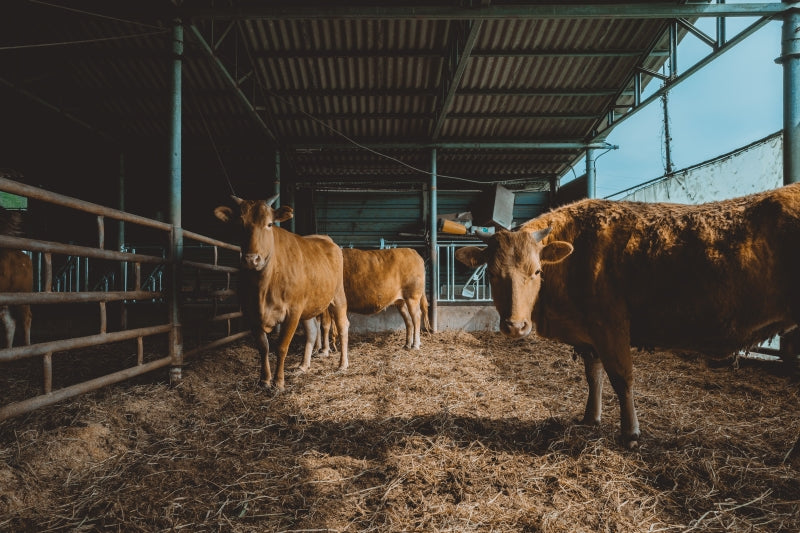 Guarding Cattle Health: The House of Barn Success Story with Sveaverken's MooCollar Bree