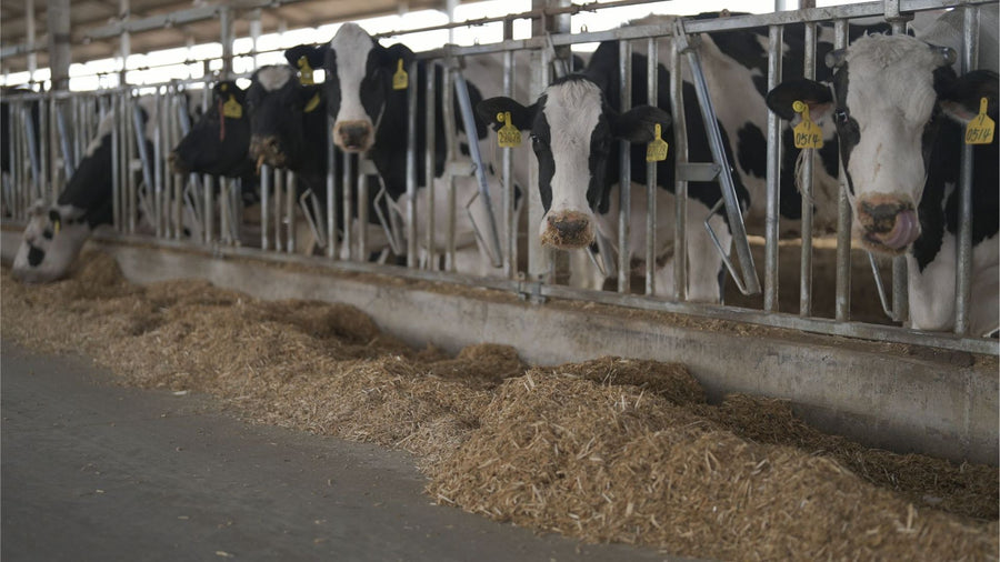 Sveaverken's High-precision Heat-detection, Rumination, Eating Monitoring Collar Program