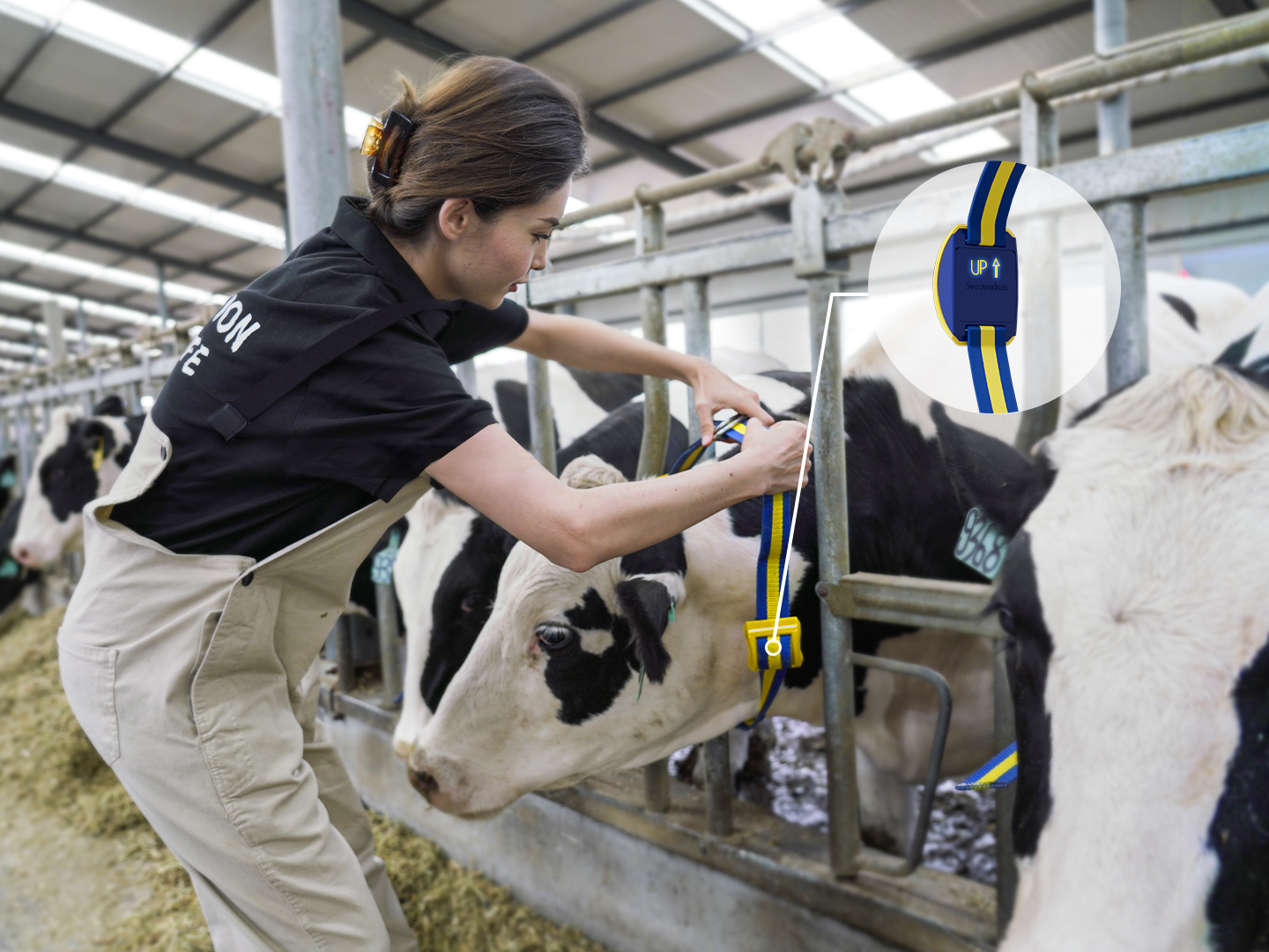 Farm worker fitting a MooCollar Bree monitoring collar to a dairy cow