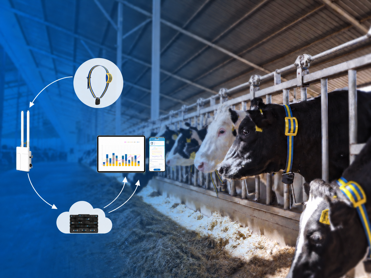 MooCollar Bree system linking a gateway, herd data dashboard and dairy cows